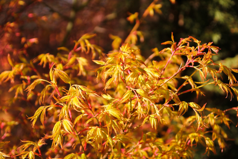 Japanese Maple, Acer palmatum 'Sango Kaku', Tree