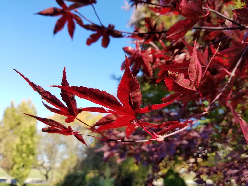 Japanese Maple, Acer palmatum "Emperor I'