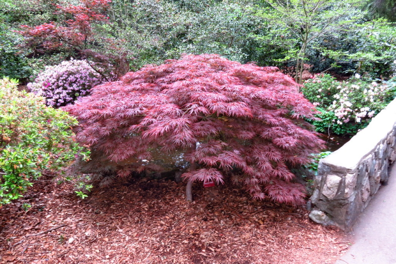 Japanese Maple, Acer Palmatum 'Crimson Queen' Creative Commons