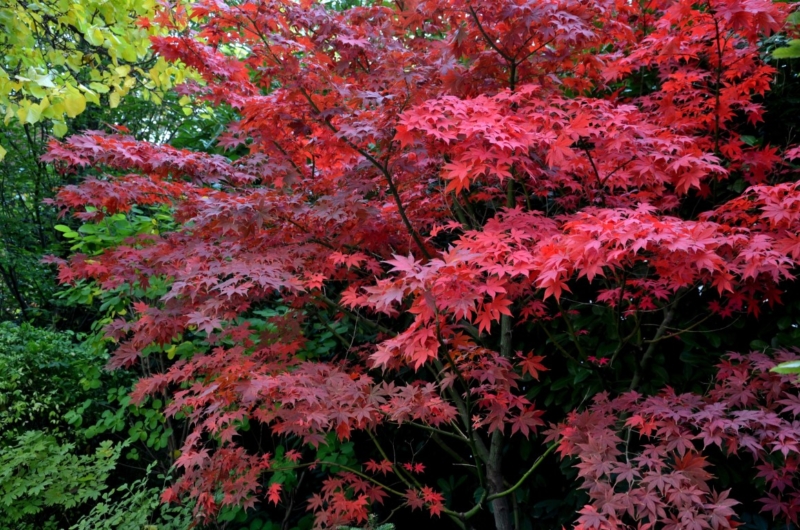 Japanese Maple, Acer palmatum 'Bloodgood', Istock