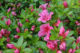 Azalea 'Kaempo Pink', Shrub