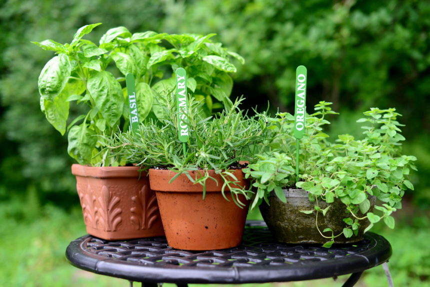 Rosemary, Orgegano and Basil, Herbs