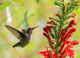 ISTOCK, Hummingbird, Cardinal Flower