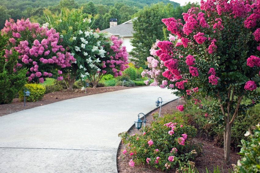 Featured image of post Front Yard Crepe Myrtle Landscaping Pictures : We have many pictures of designs that fit all types of personal style preferences.