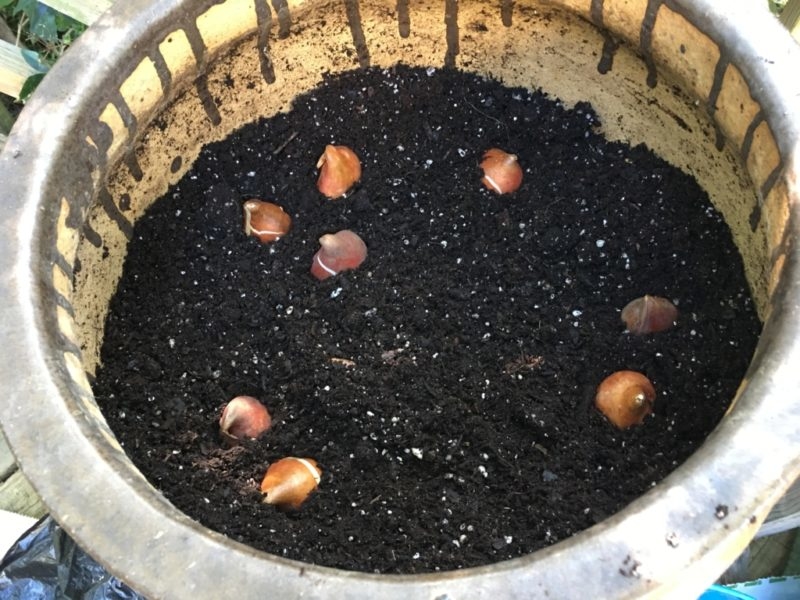 Bulbs