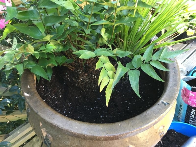 Planting Bulbs in Containers