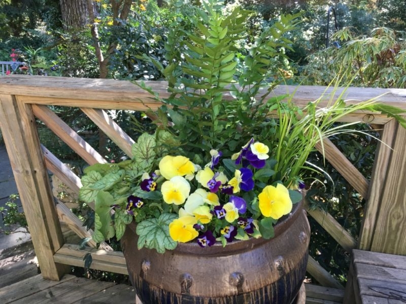 bulb-coContainer with Bulb Plantings below Pansy, Heuchera and Fernntainer-3-e1526928360263