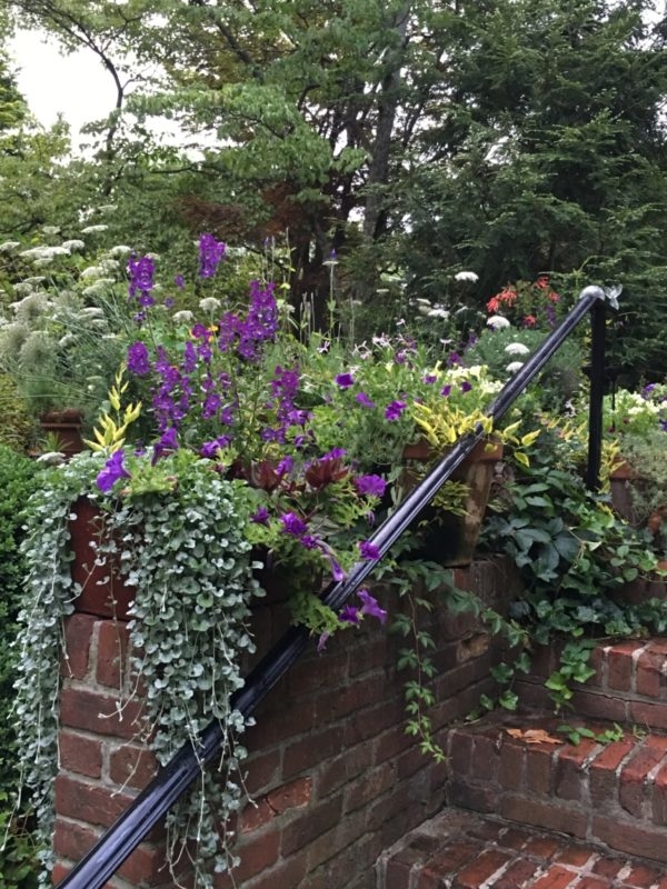 Bulbs in the Landscape