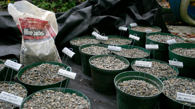 Storing Bulbs