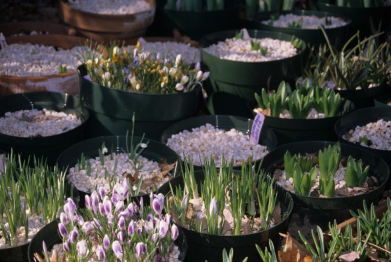Sprouting Bulbs