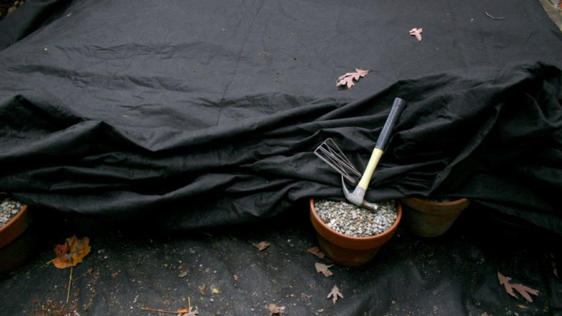 Storing Bulbs for Winter