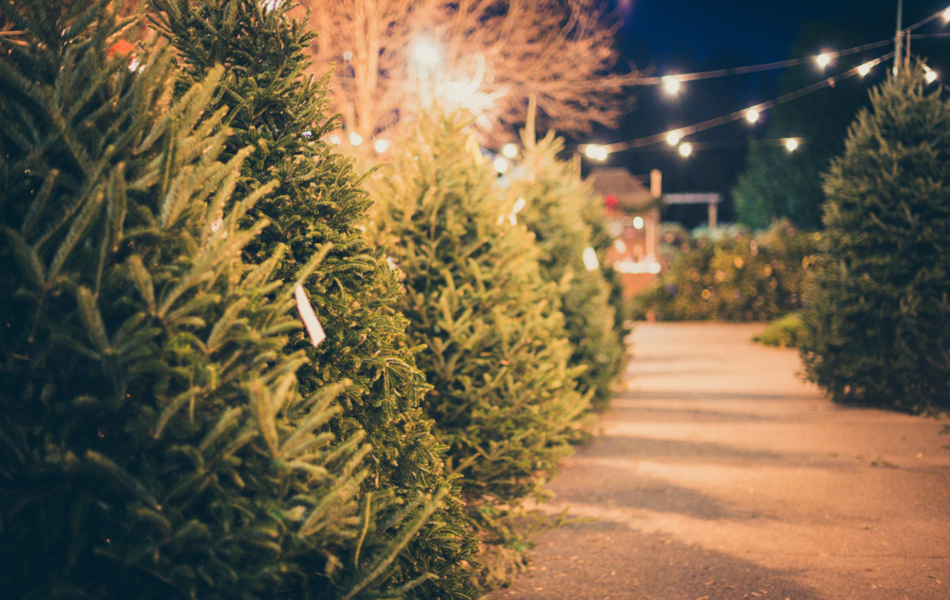 Selecting The Perfect Christmas Tree Merrifield Garden Center