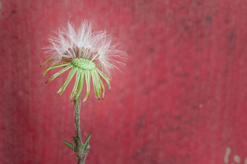 dandelion winter weed