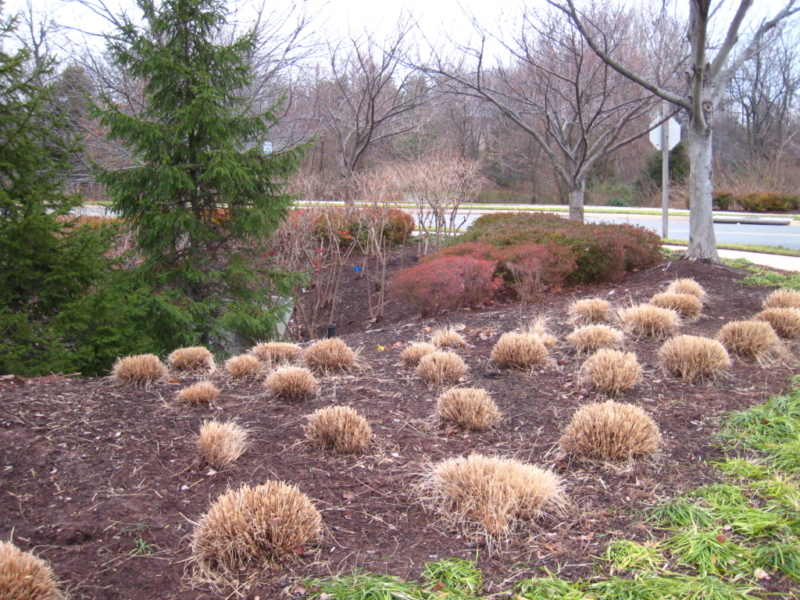 Perennial Pruning