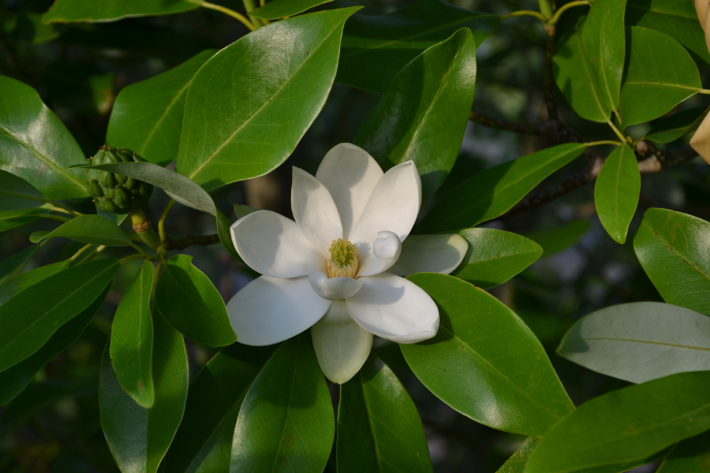 Sweetbay Magnolia, Tree, Native