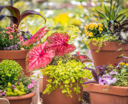 Spring Containers with Caladium