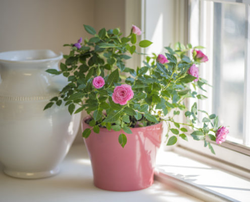 Miniature Rose, Greenhouse