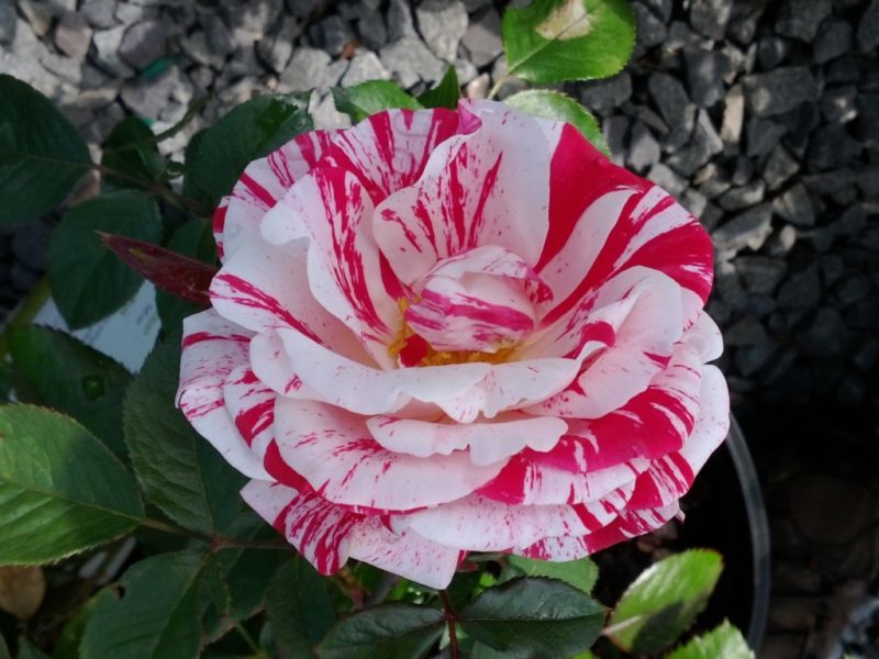 Floribunda Rose 'Scentimental'