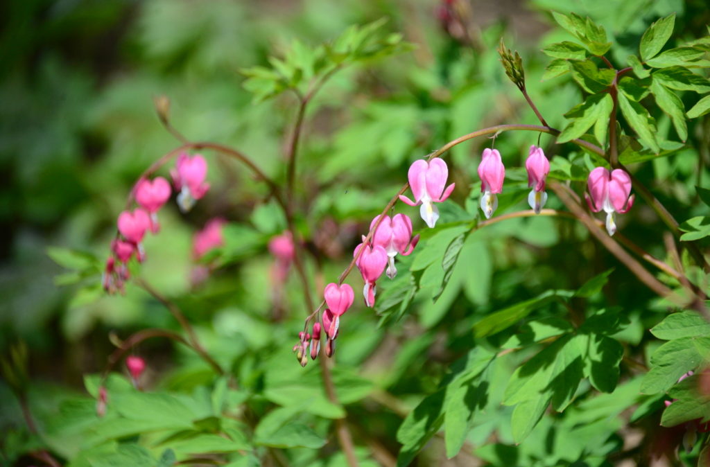 Bleeding Heart, Perennial