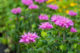 Monarda 'Lilac Lollipops', Bee Balm, Perennial