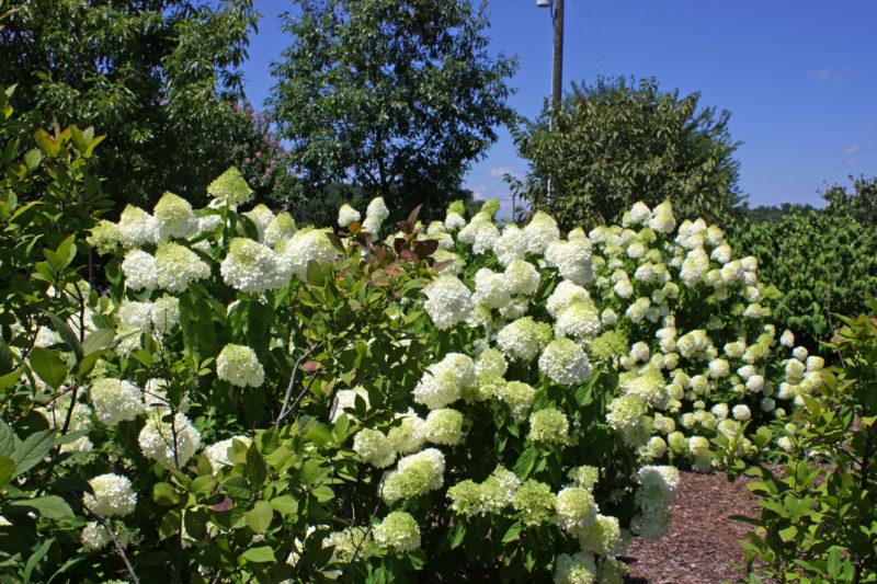 Limelight Hydrangea, Shrub