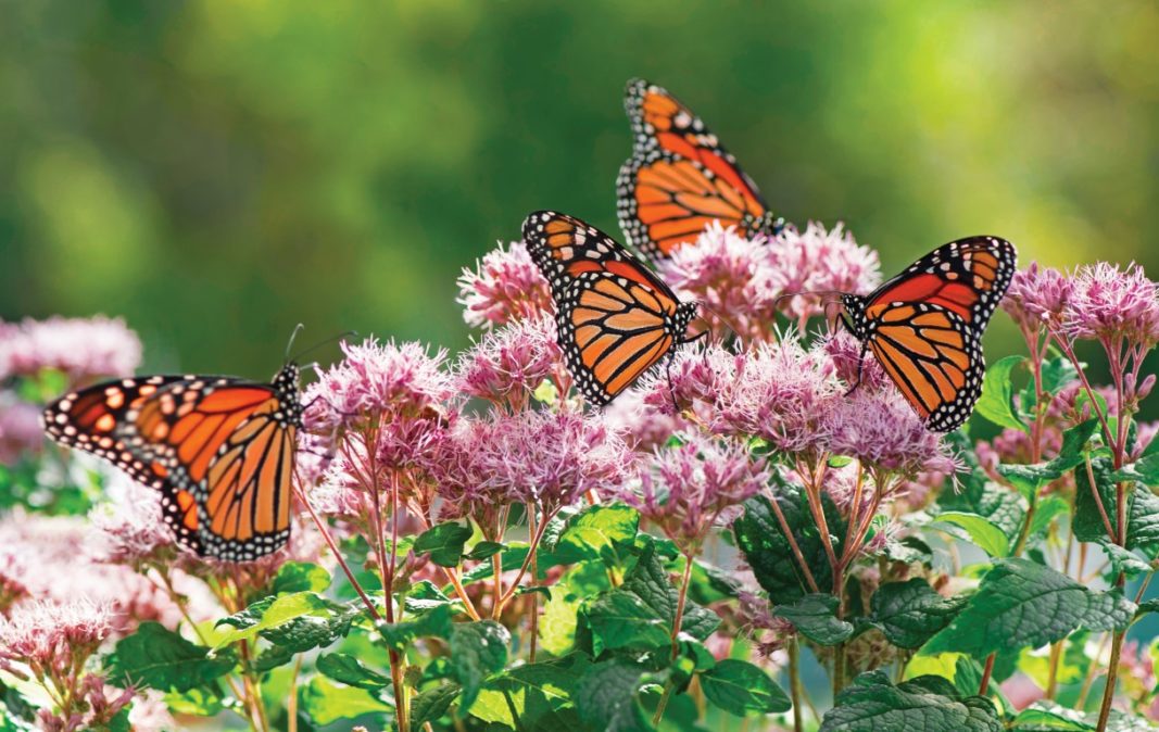 Joe Pye Weed with Monarchs, Perennial, Native