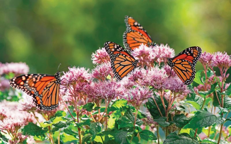 Joe Pye Weed with Monarchs, Perennial, Native
