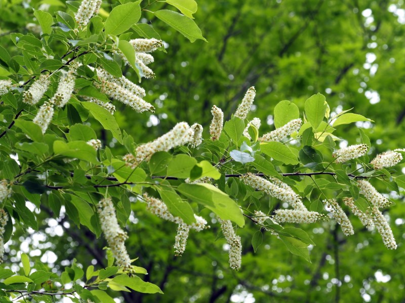 Prunus serotina, Black Cherry, Plant NOVA Native