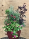 Summer Container, Vinca, Calamint and Persian Shield