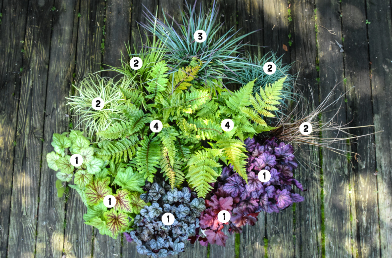 Shade Plants for Containers