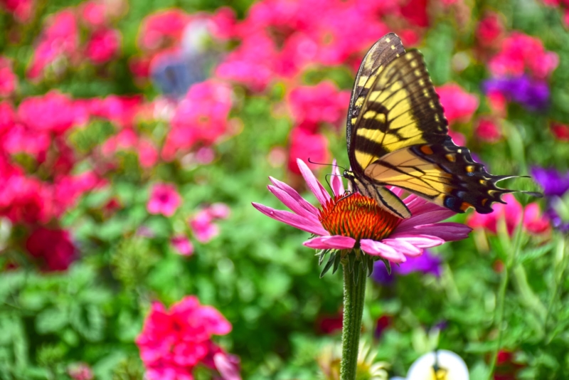 Coneflower and Tiger Swallowtail Butterfly