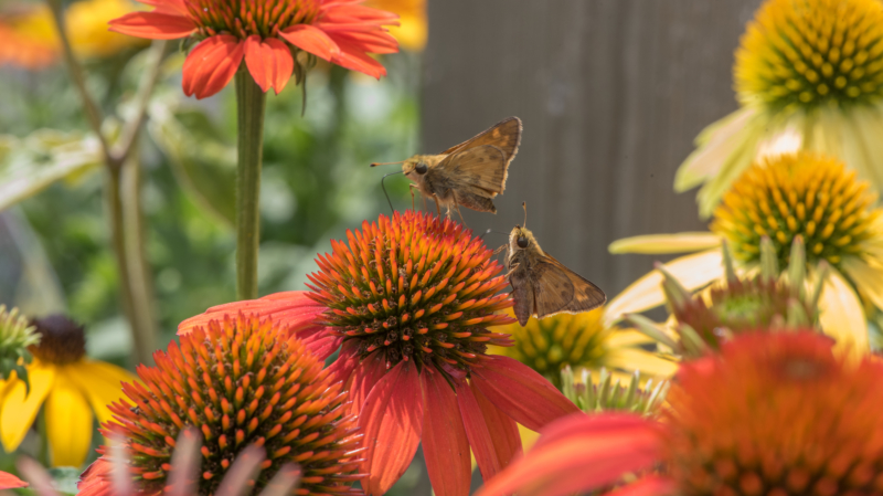 Coneflower and Skipper Butterfly