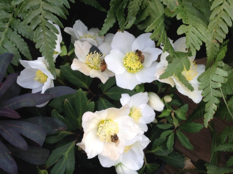Hellebore with bees, Perennial
