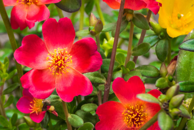 Portulaca, Groundcover