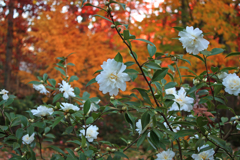 Camellia Fall Blooming