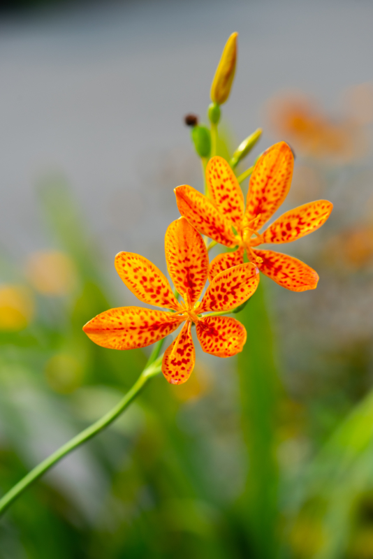 Blackberry Lily, Perennial