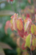 Viburnum, Fall Foliage