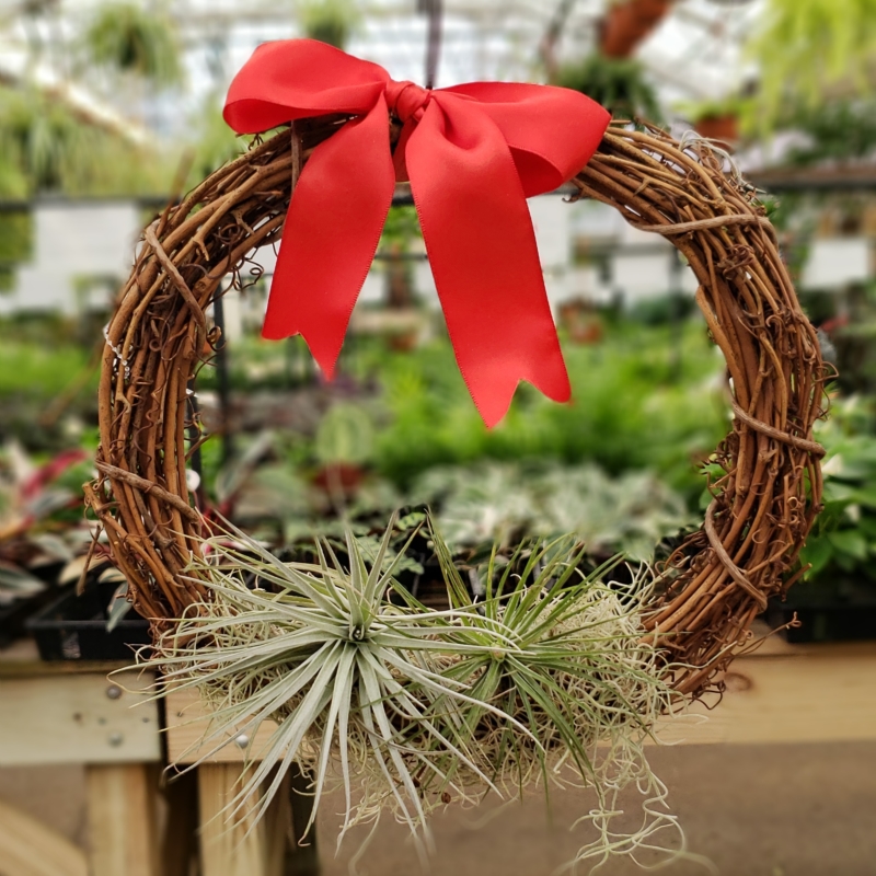 Tillandsia, Wreath, Air Plants, Christmas Shop