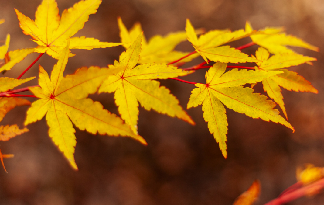 Japanese Maple, Fall Foliage