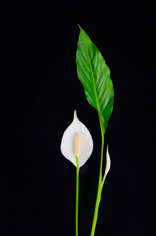 Peace Lily, Greenhouse