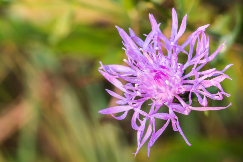 Purple Ironweed, ISTOCK