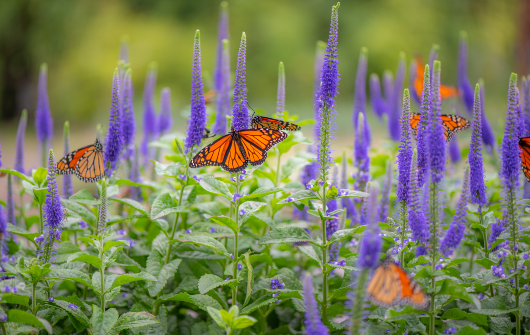 Veronica, Perennial, with Monarch Butterflies