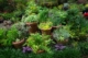 Herb Container Garden Collection