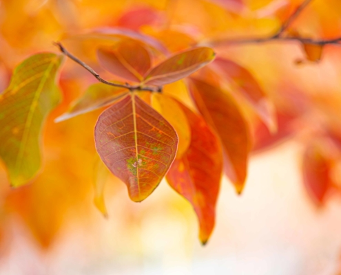 Crape Myrtle, Fall Foliage, Tree