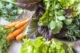 ISTOCK Cool season lettuce, carrots, vegetables
