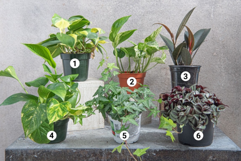 Houseplant Propagation - Good Plants to Propogate