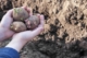 ISTOCK seed potatoes