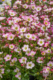 Saxifraga x arendsii 'Alpino Early Picotee', Mossy Saxifrage, sun to part sun, perennial, Merrifield Garden Center