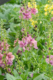 Verbascum hybrid 'Sugar Plum', Mullein, perennial, sun, deer resistant, Merrifield Garden Center
