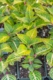 Iresine, Blazin Lime, Annual, Full sun to shade, Merrifield Garden center